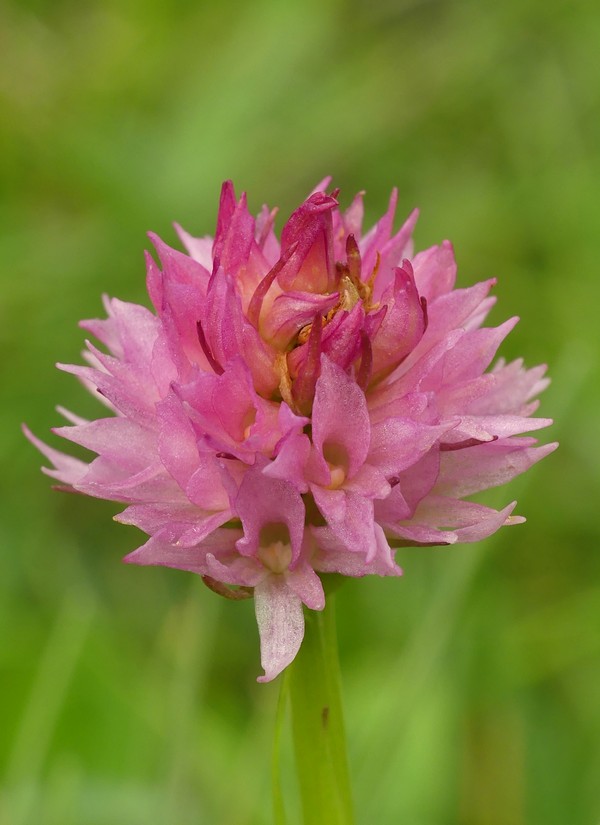 er Terminillo: la Nigritella widderi e altre orchidee sulla montagna di Roma.